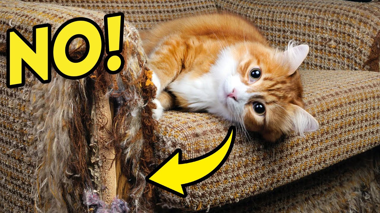 This Is How to Tell Your Cat &lsquo;NO&rsquo;&mdash;in a Way They Understand