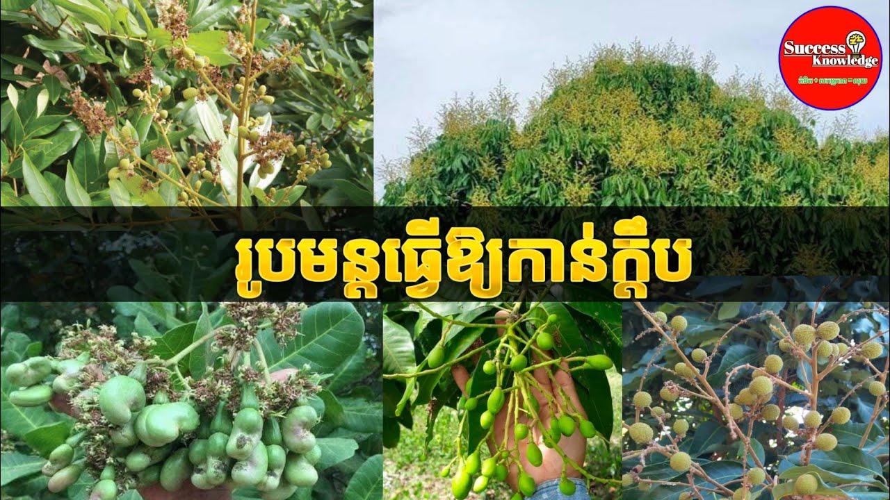 រូបមន្តធ្វើឱ្យកាន់ក្តឹប | លោកគ្រូ ប៊ុននាងពេទ្រទូច | success knowledge