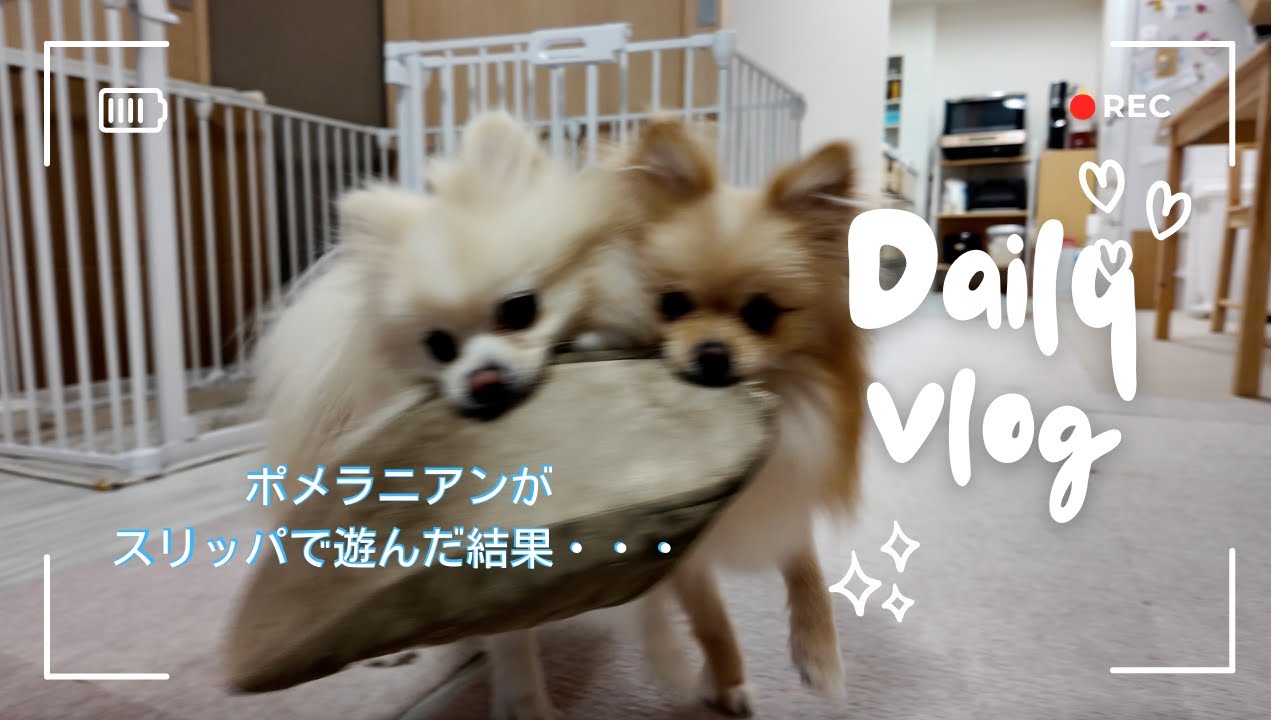 ポメラニアンがスリッパで遊んだ結果・・・
