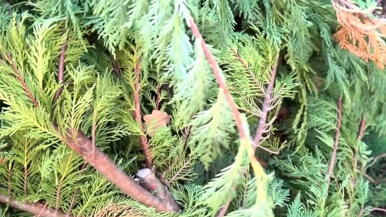 Près des vignes 7. Orme champêtre détruit, haie de thuya l'arnaque