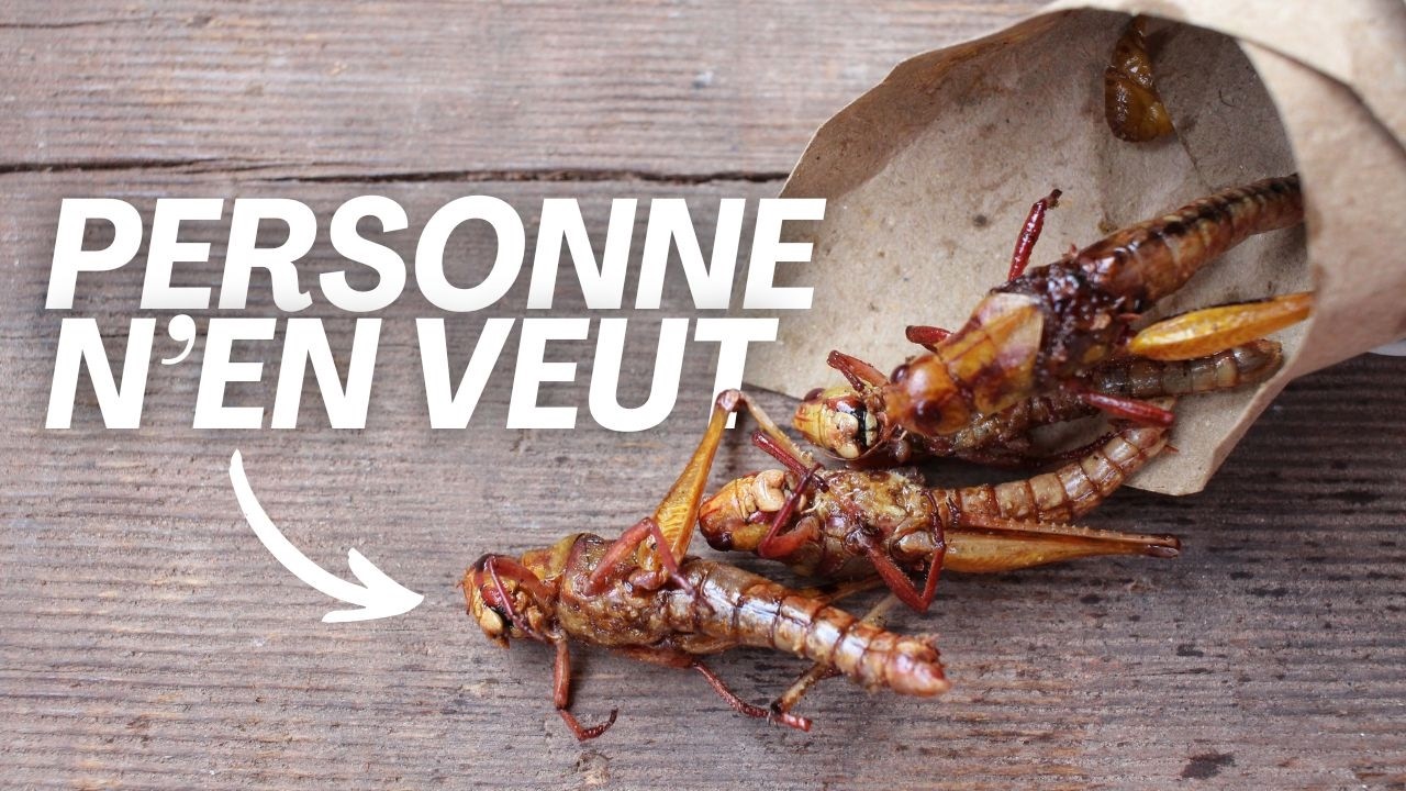 Insectes comestibles : le pari &eacute;cologique qui a co&ucirc;t&eacute; 150M&euro; aux contribuables