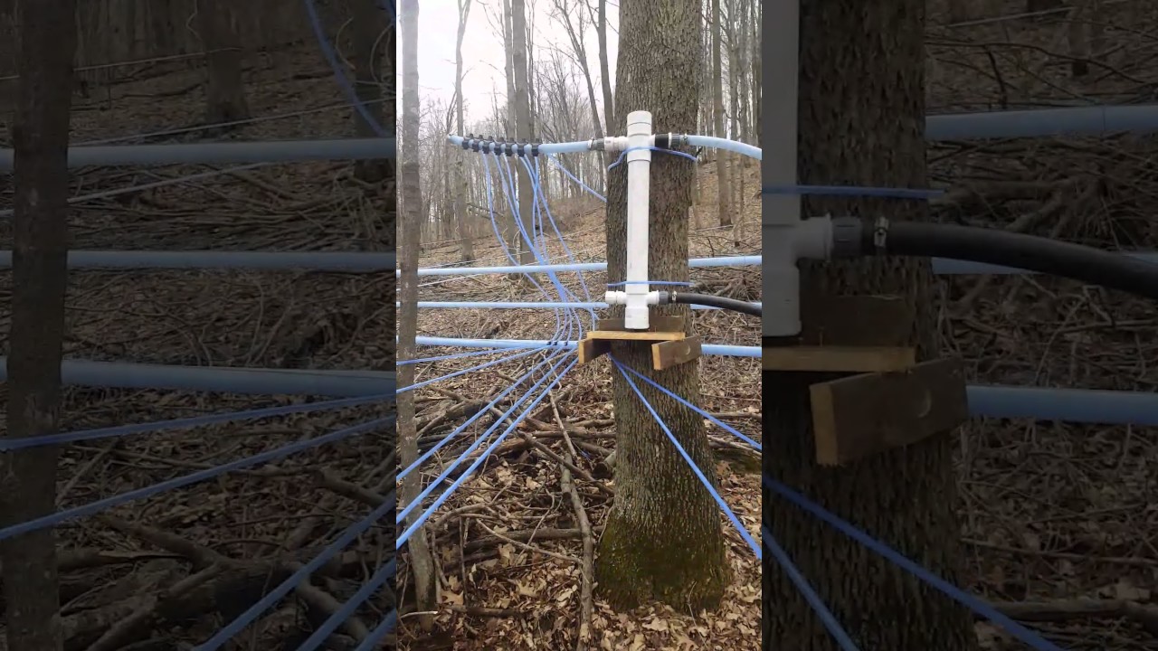Sap lifter