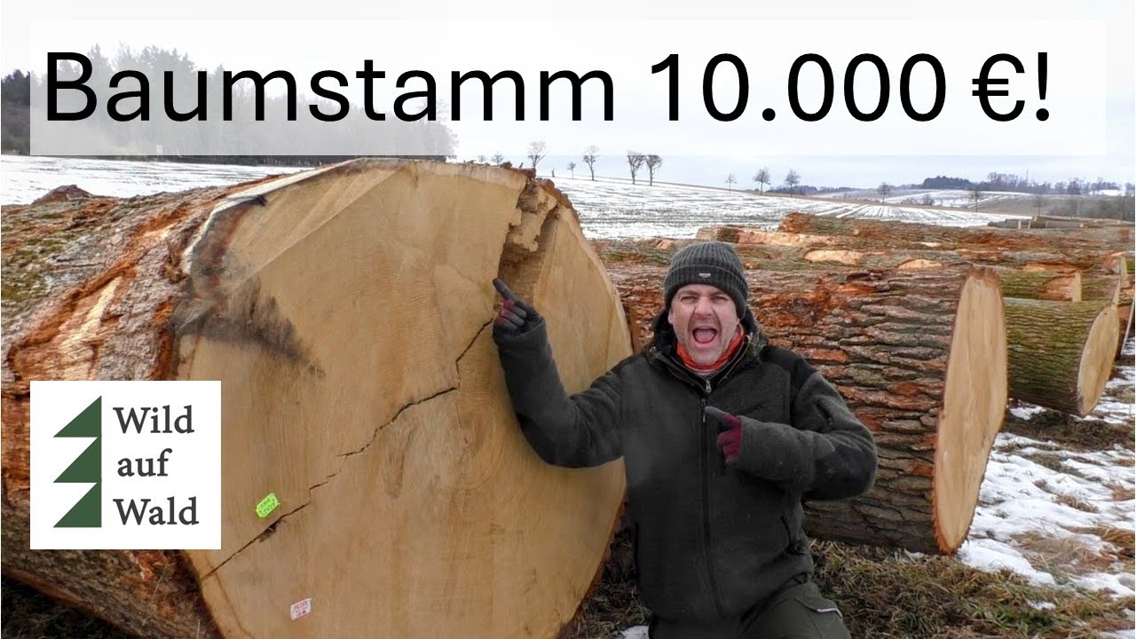 🌲Wie t€uer können eigentlich Eichen noch werden?? Die Laubholzversteigerung 2026 #wildaufwald