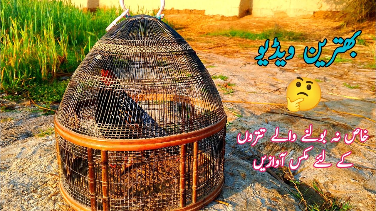 Black Teetar Video||Na Bolny Wale Teetron Ke Ly||Kala Teetar Ki Awaz|| تتر کو بلوانے کے طریقے||