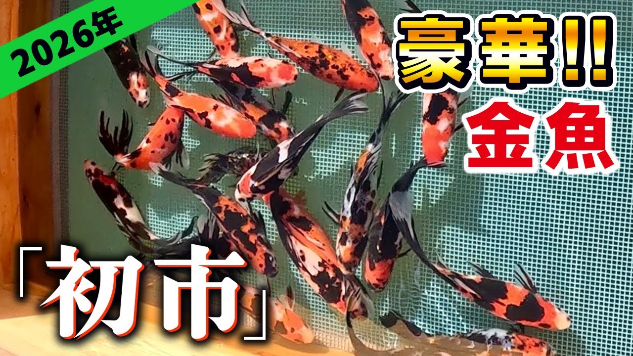 【弥富初市】2026年弥富「初競り」がついに開幕‼︎今年の「1番金魚」は果たして⁉︎朱文金や更紗和金など豪華な「長物」青秋錦や羽衣秋錦などの珍しい「丸物」が集結します‼︎