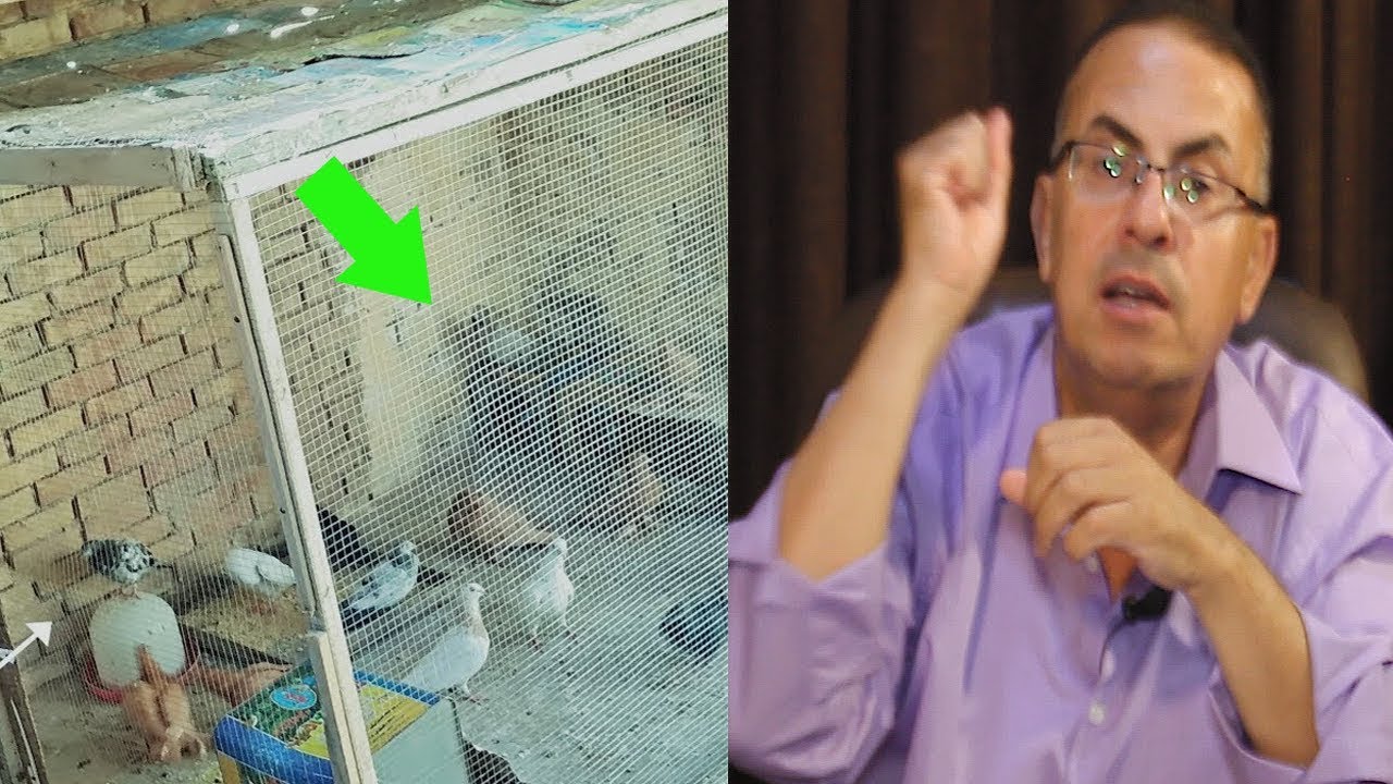 الزوجه فى عشة الفراخ والجار والحما فى غرفة النوم لغز الخيانه !