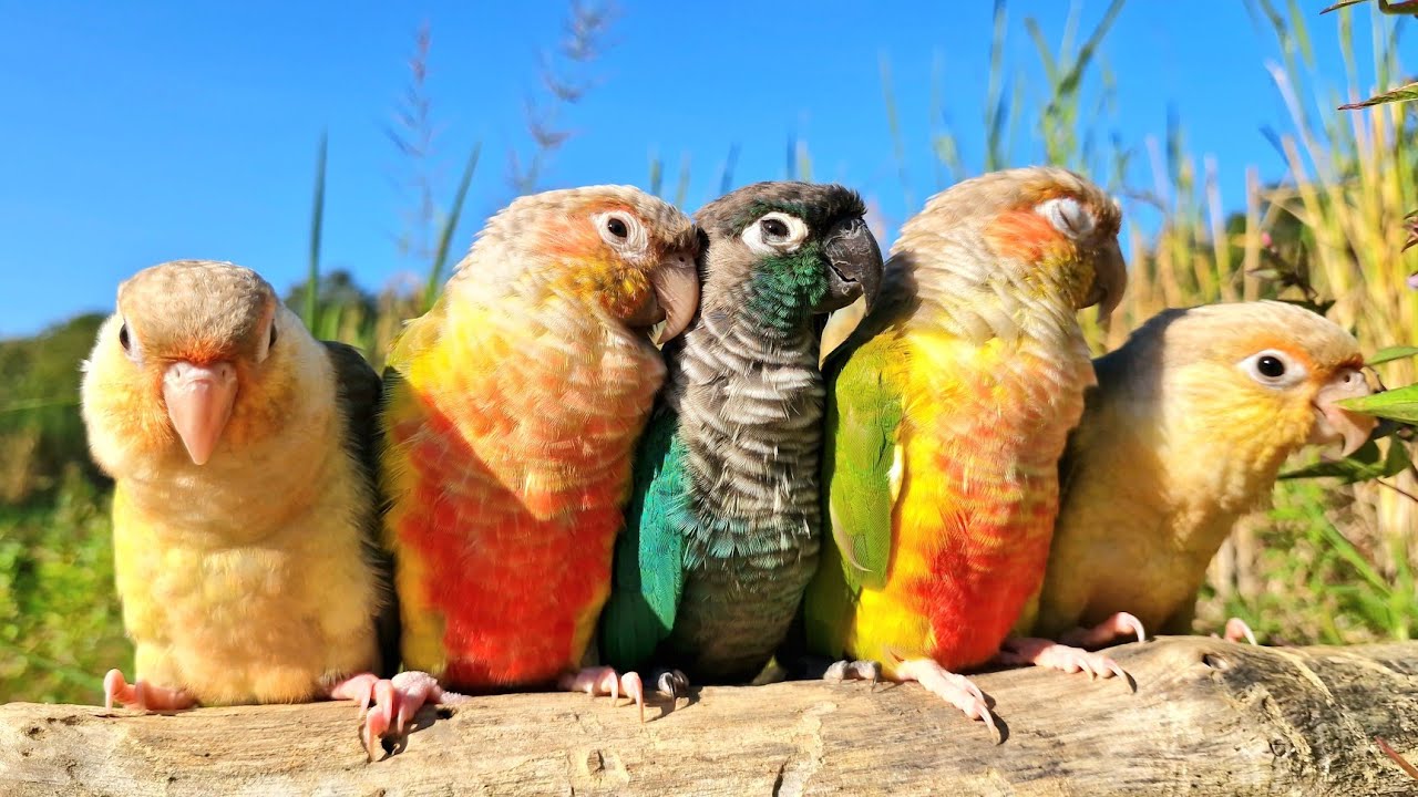 Beautiful parrot bird video : Nature conure parrot bird relaxing sounds.