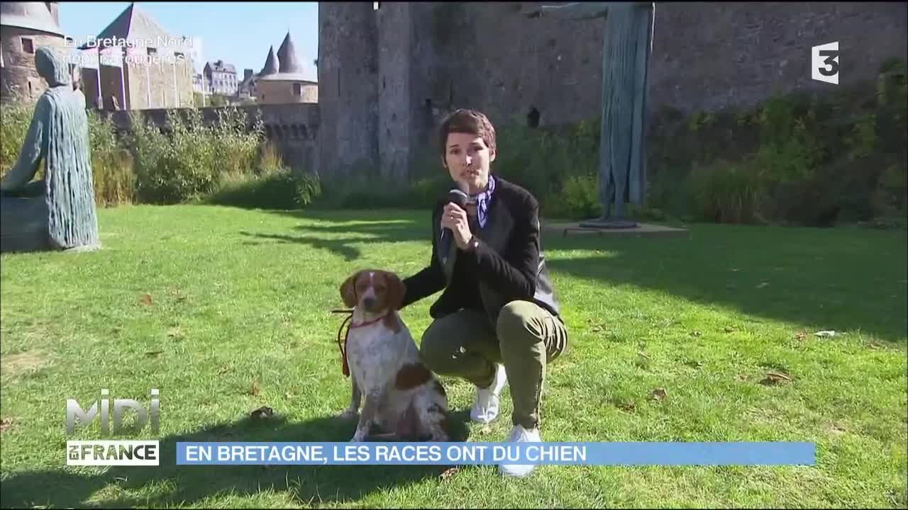 L'Epagneul breton, une des races préférée des français