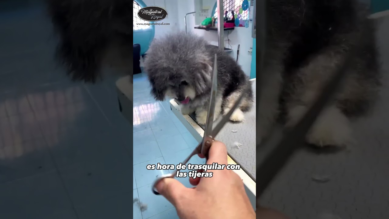 Cambio radical a una perrita - Magistral Royal