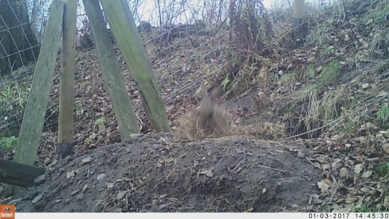 Sett animals