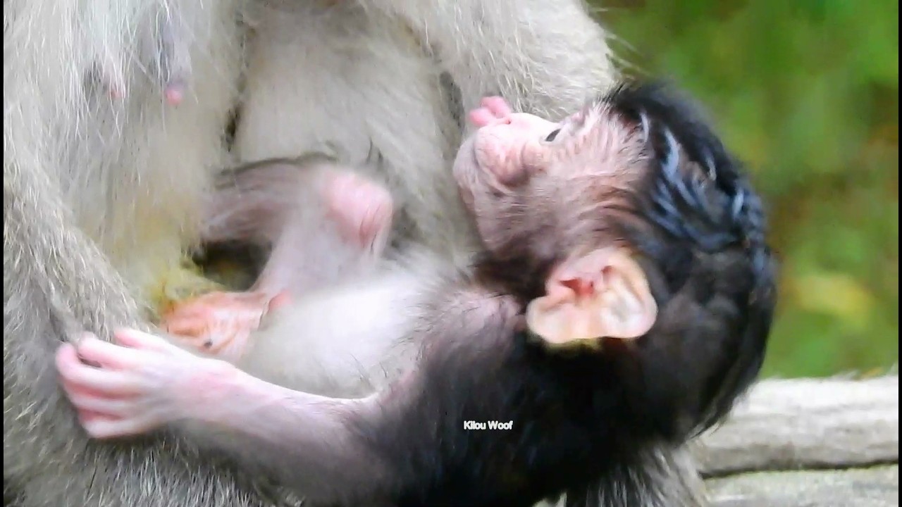 Unexpected Baby Monkey Activities Today! 😱