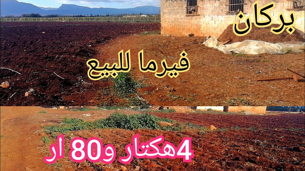 فيرما للبيع ب 4هكتارات و80 ار بمنطقة السليمانية بركان 2كوارا بئر ومنزل قديم ب 75 مليون للهكتار محفظة