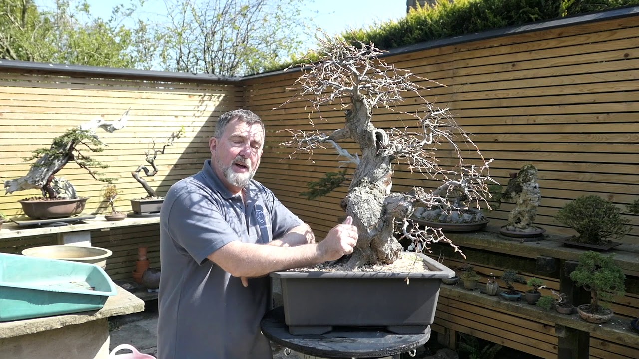 Repotting Large Bonsai Part 1