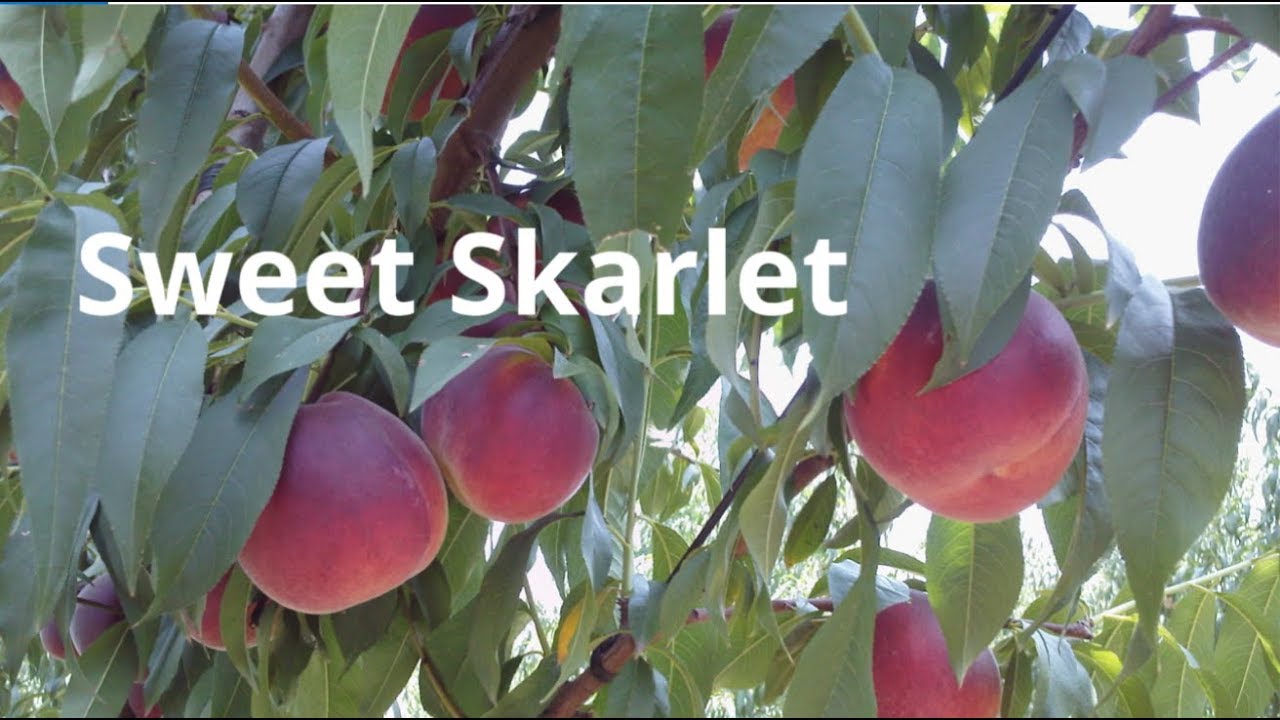 Sweet Skarlet - Gialamas Farm