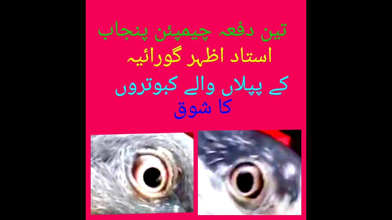 Champion punjab three time Ustad Azhar gorariya k piplan waly kabutero ka shook