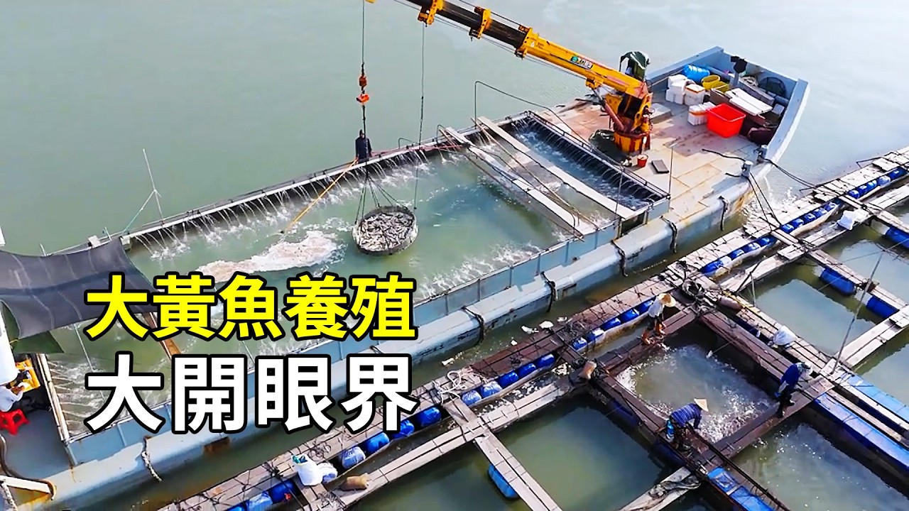 大黃魚的秘密，養殖過程大開眼界