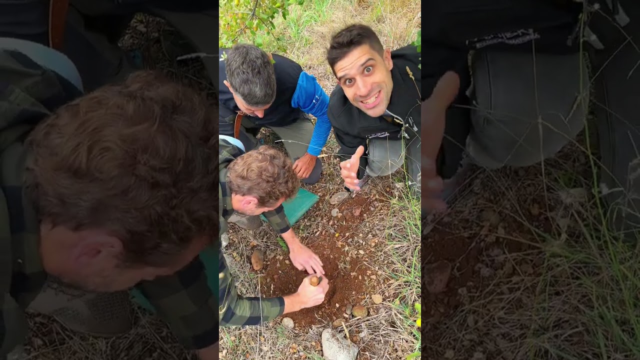 Seguim buscant tòfones - Novell amb Tòfona