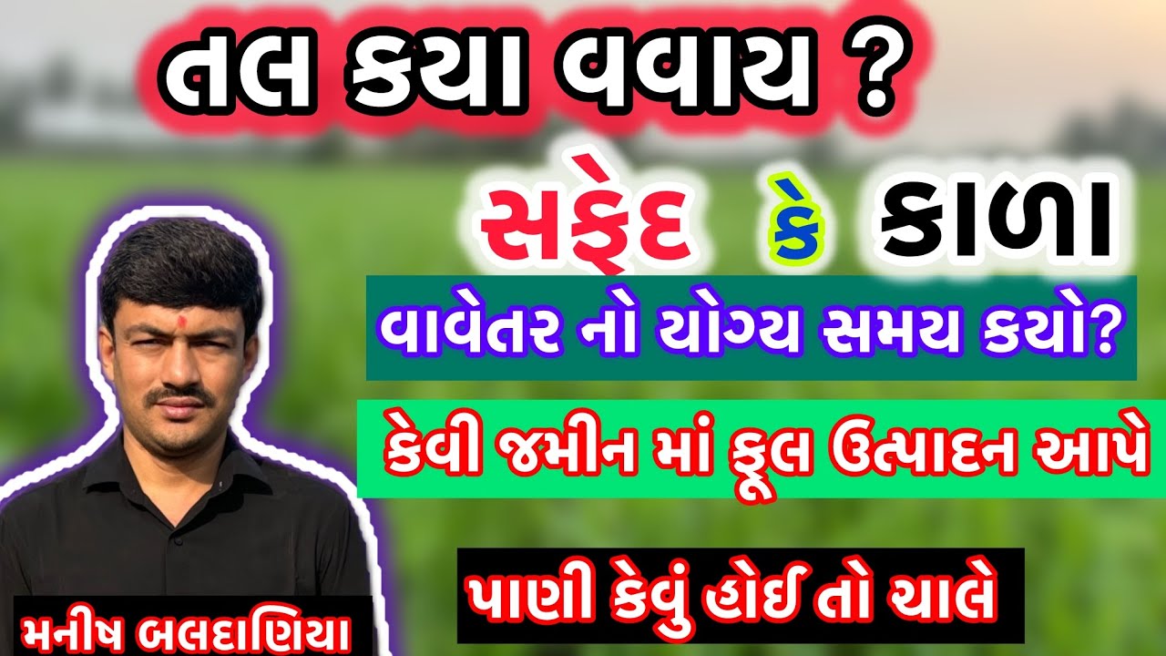તલ નું વાવેતર ક્યારે કરવું, કયા તલ નું વાવેતર કરવું, કેવી જમીન માં કરવું @MANISHBALDANIYA