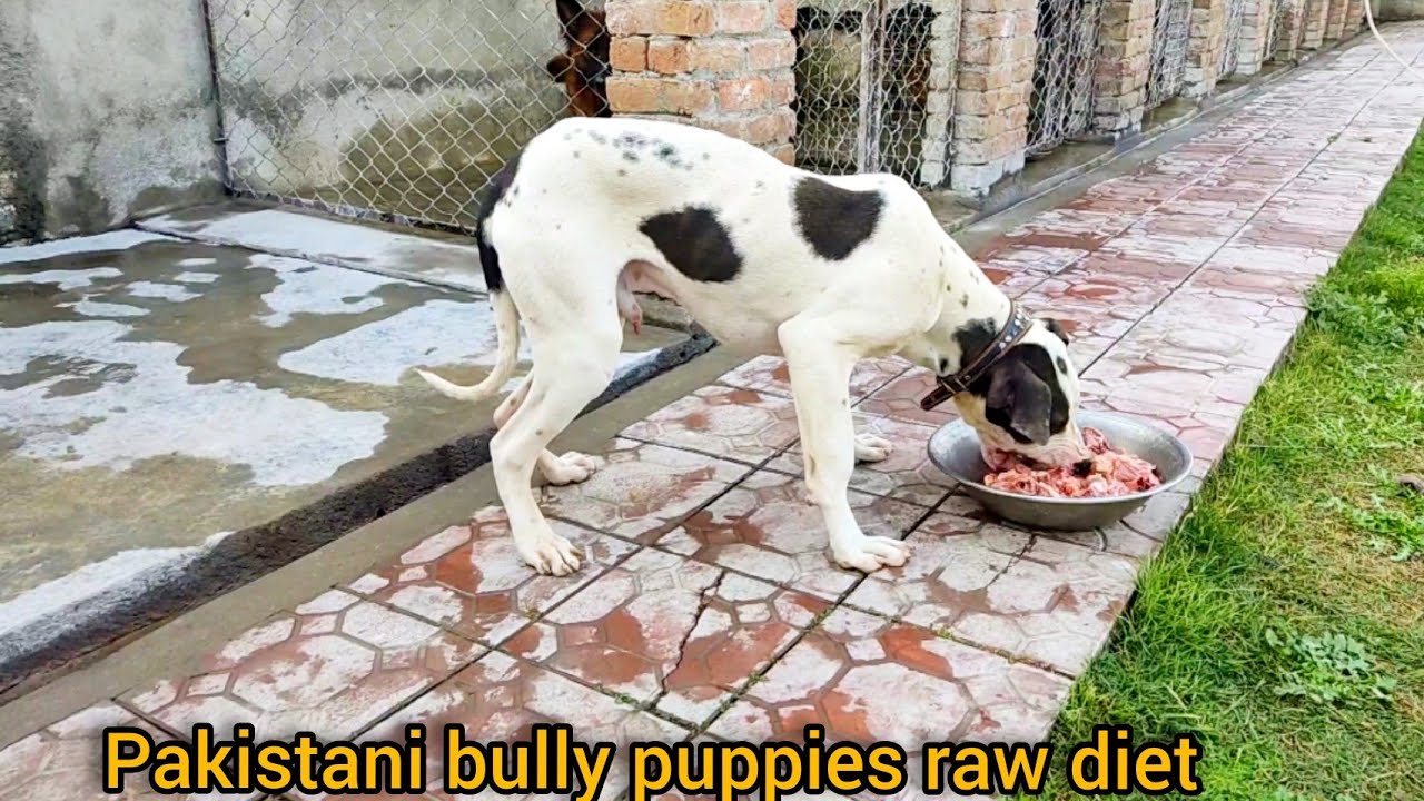 Pakistani bully puppies raw diet