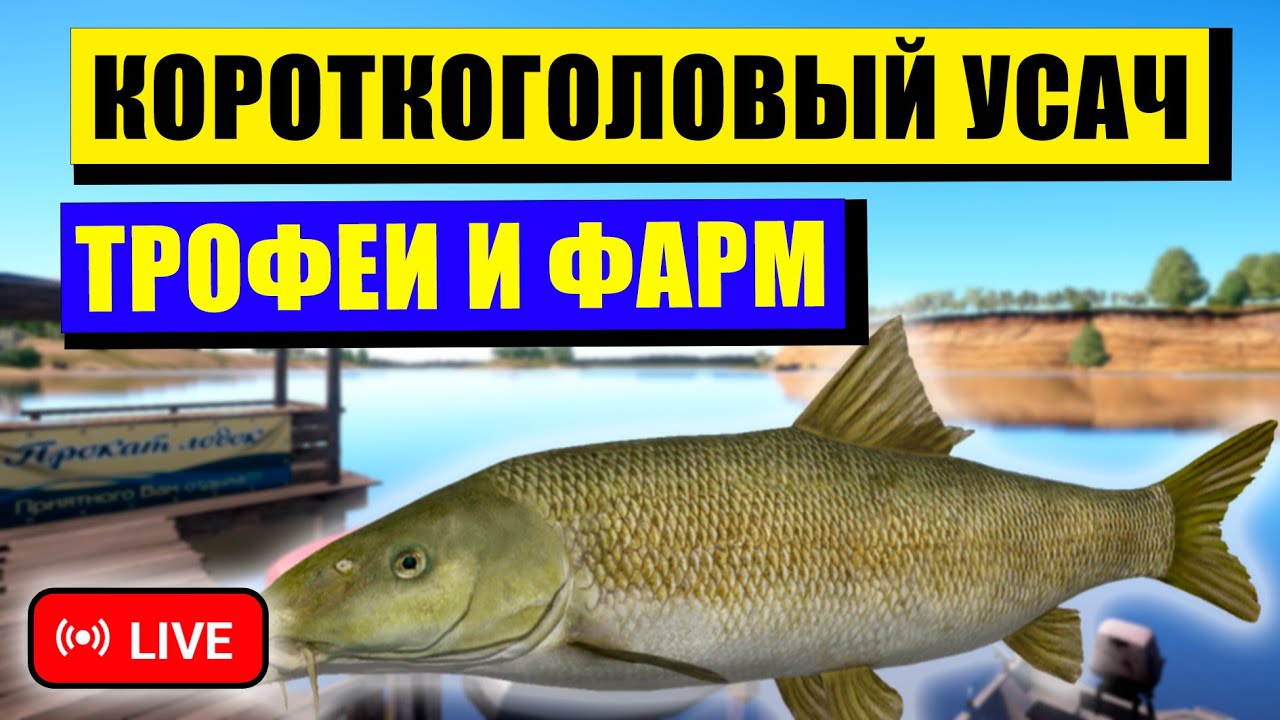 ПРОВЕРЯЕМ РАЗДАЧУ ФАРМА НА МЕДНОМ И ЗА УСАЧЕМ НА АХТУБУ! • СТРИМ • - Русская Рыбалка 4 РР4
