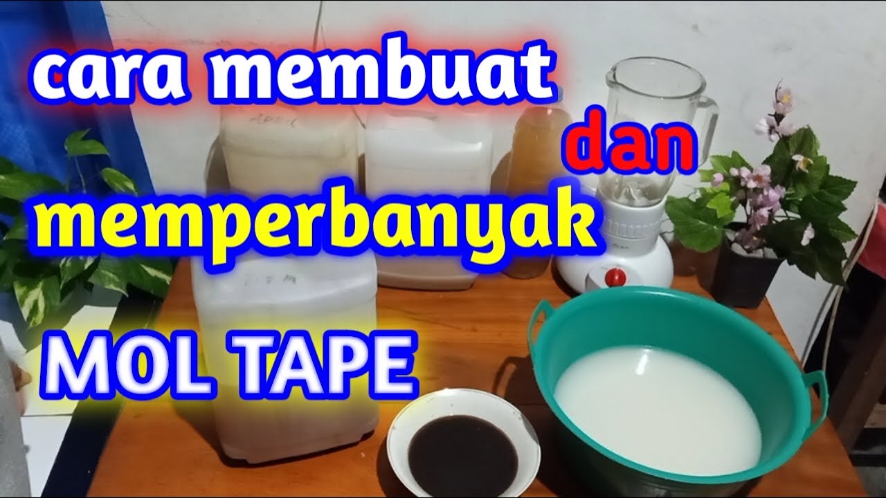 Cara Membuat Dan Memperbanyak MOL Tape