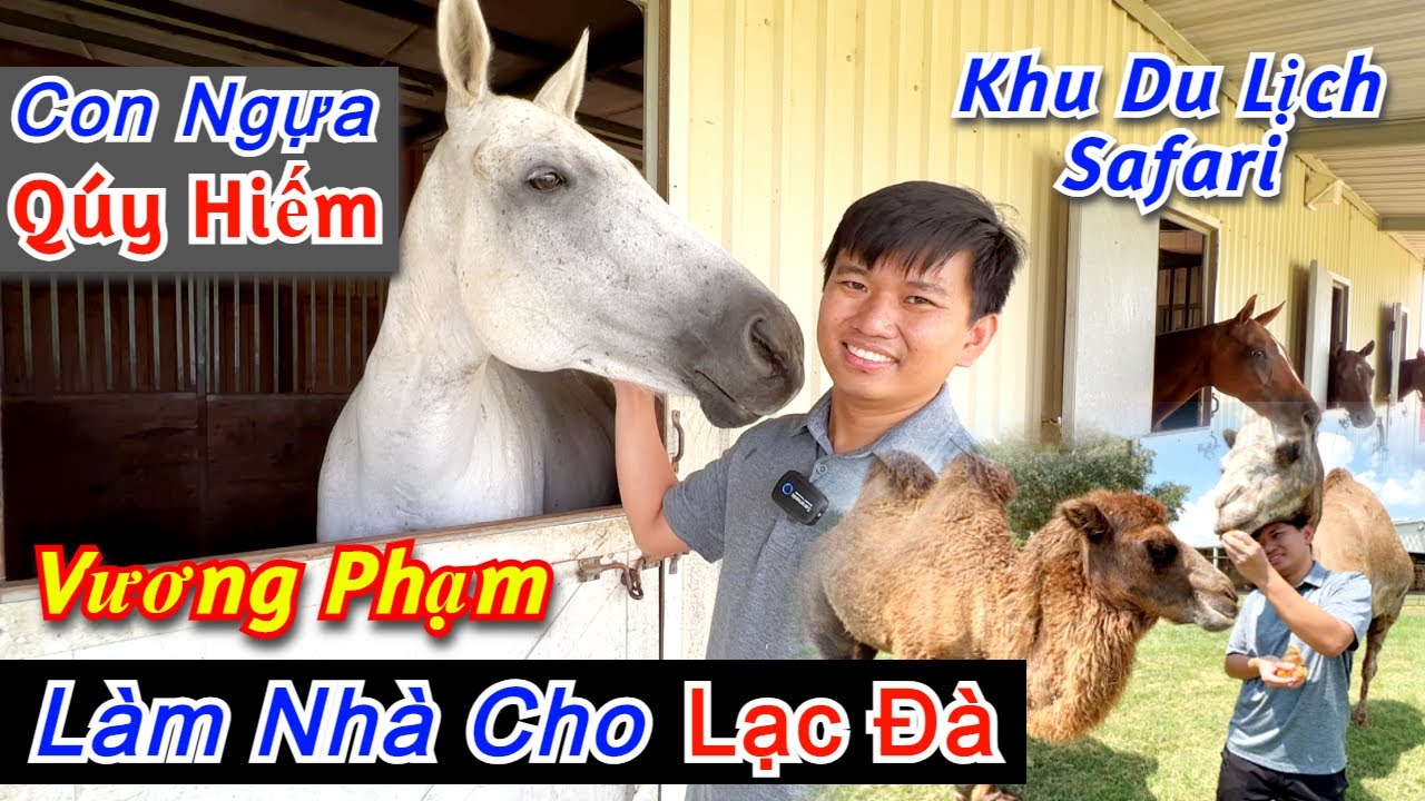 Vương Phạm Làm Nhà Cho Lạc Đà - Phát Hiện Ngựa Quý Hiếm Trong Trang Trại