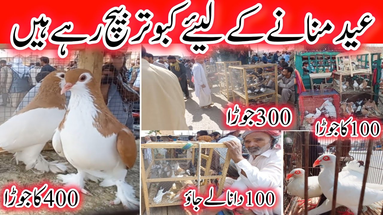 multan kabootar mamdi latest price update | birds market 2024 | #birdsvlog313 #pigeon #birds #pets
