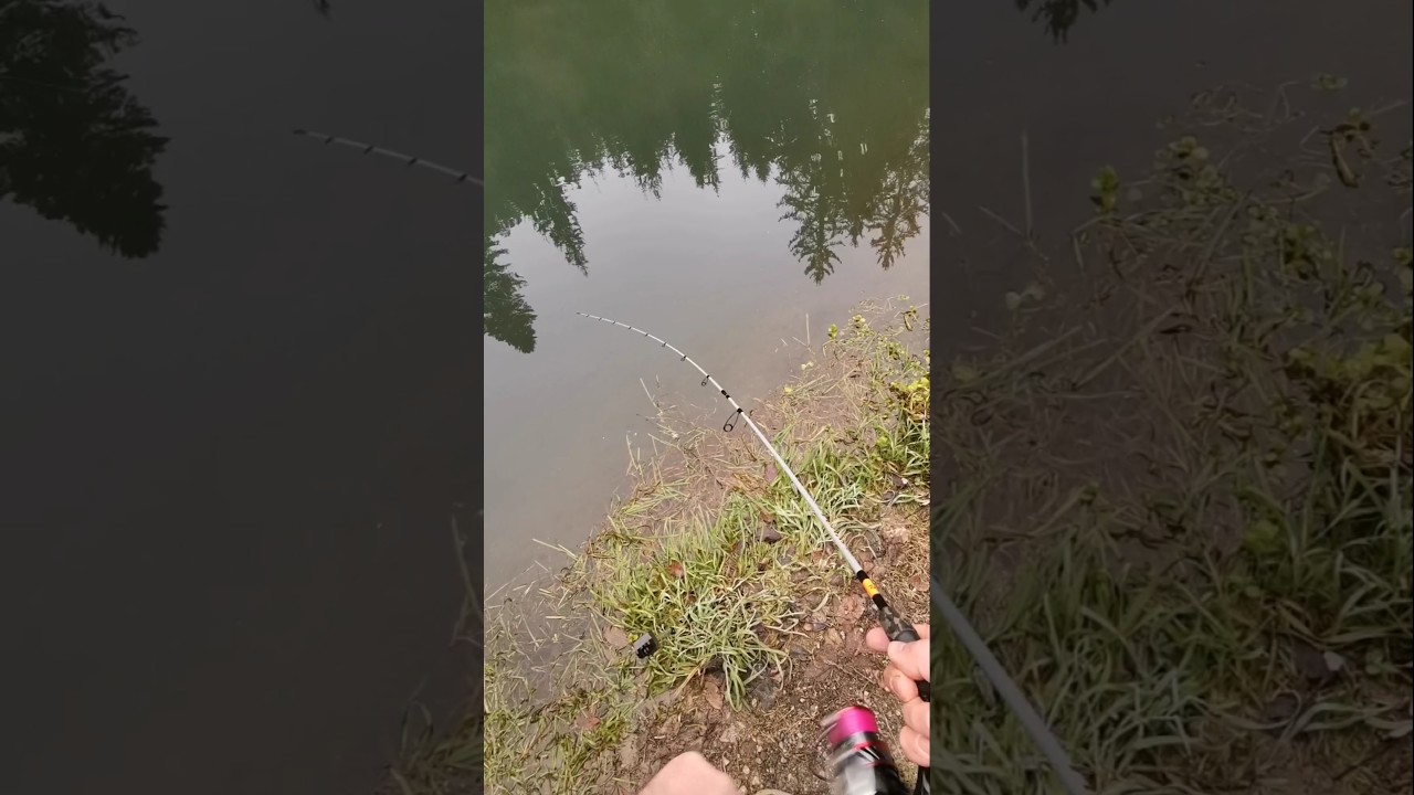 Biss am Forellensee #angeln #fishing #forellenangeln #troutarea #fish #forelle #ulfishing #spoons