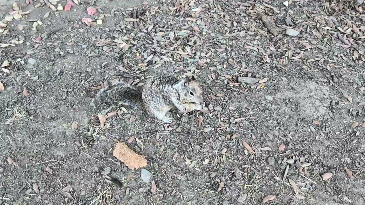 Cat TV for Cats to Watch 😸 Cute Squirrels at the Park