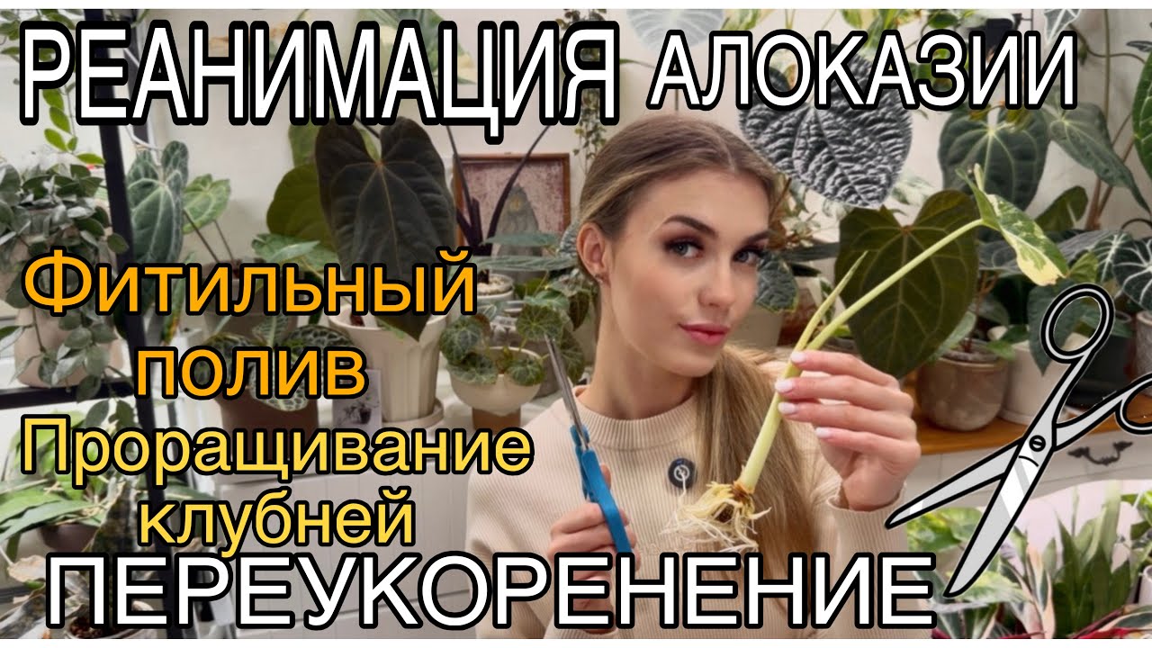 РЕАНИМАЦИЯ АЛОКАЗИИ/ПЕРЕУКОРЕНЕНИЕ /ФИТИЛЬНЫЙ ПОЛИВ 
