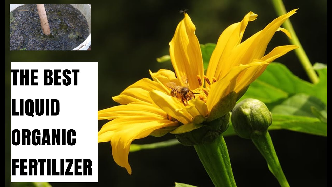 Never Buy Fertilizer Again. Just Make It Athome Using Tithonia diversifolia.
