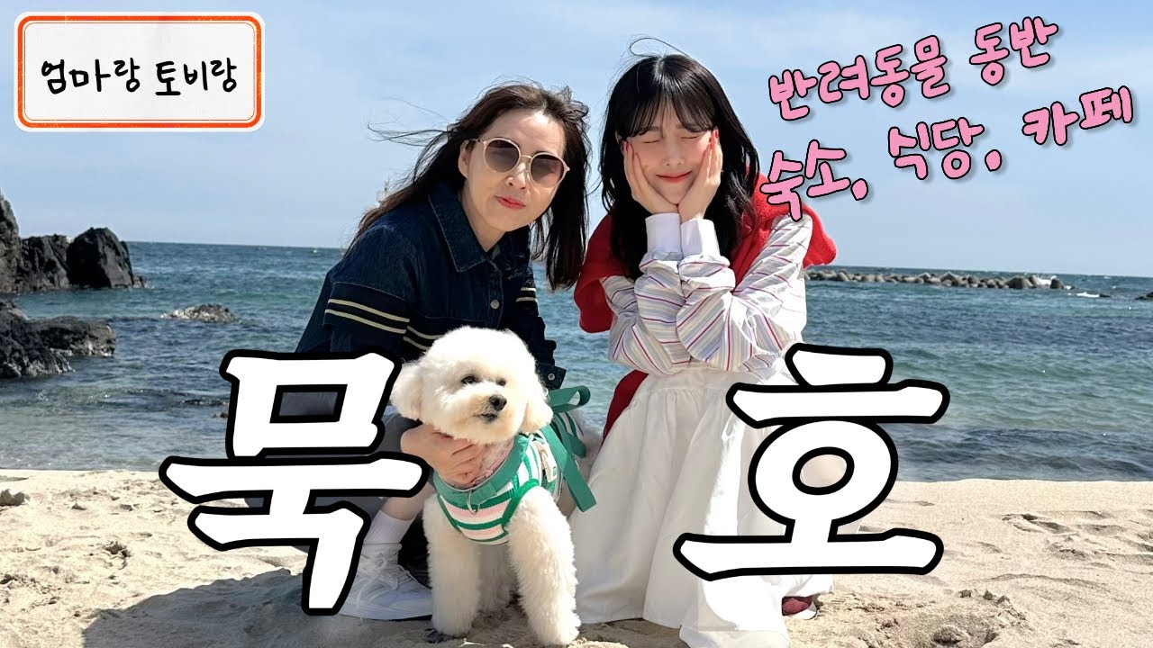 묵호여행🌊강아지랑 엄마랑 | 애견동반 숙소, 식당, 카페 추천 | 첫 브이로그