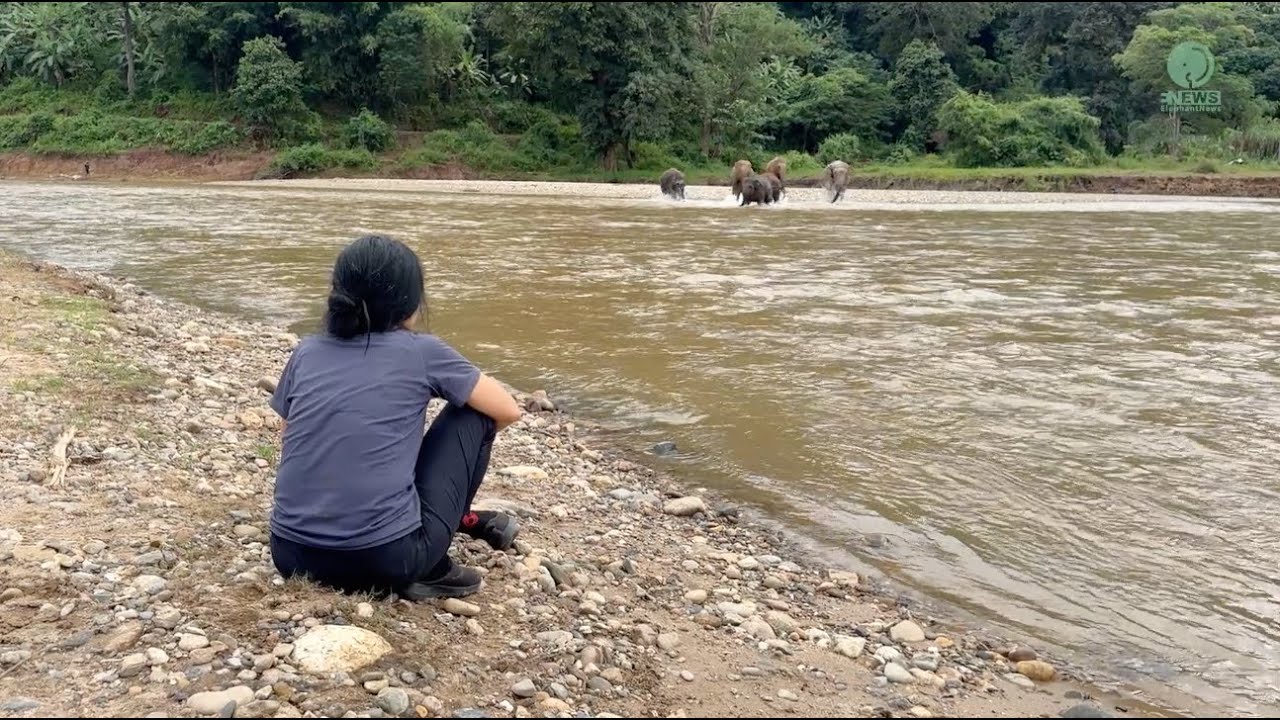 Elephants Run Across the River When They Hear the Voice of Their Favorite Person - ElephantNews