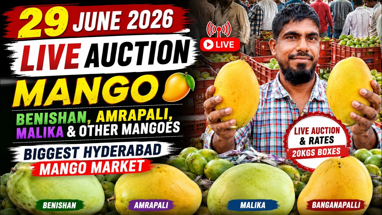 29 June 2026 Live Mango Auction | Benishan, Amrapali, Mallika | Hyderabad Mango Rates