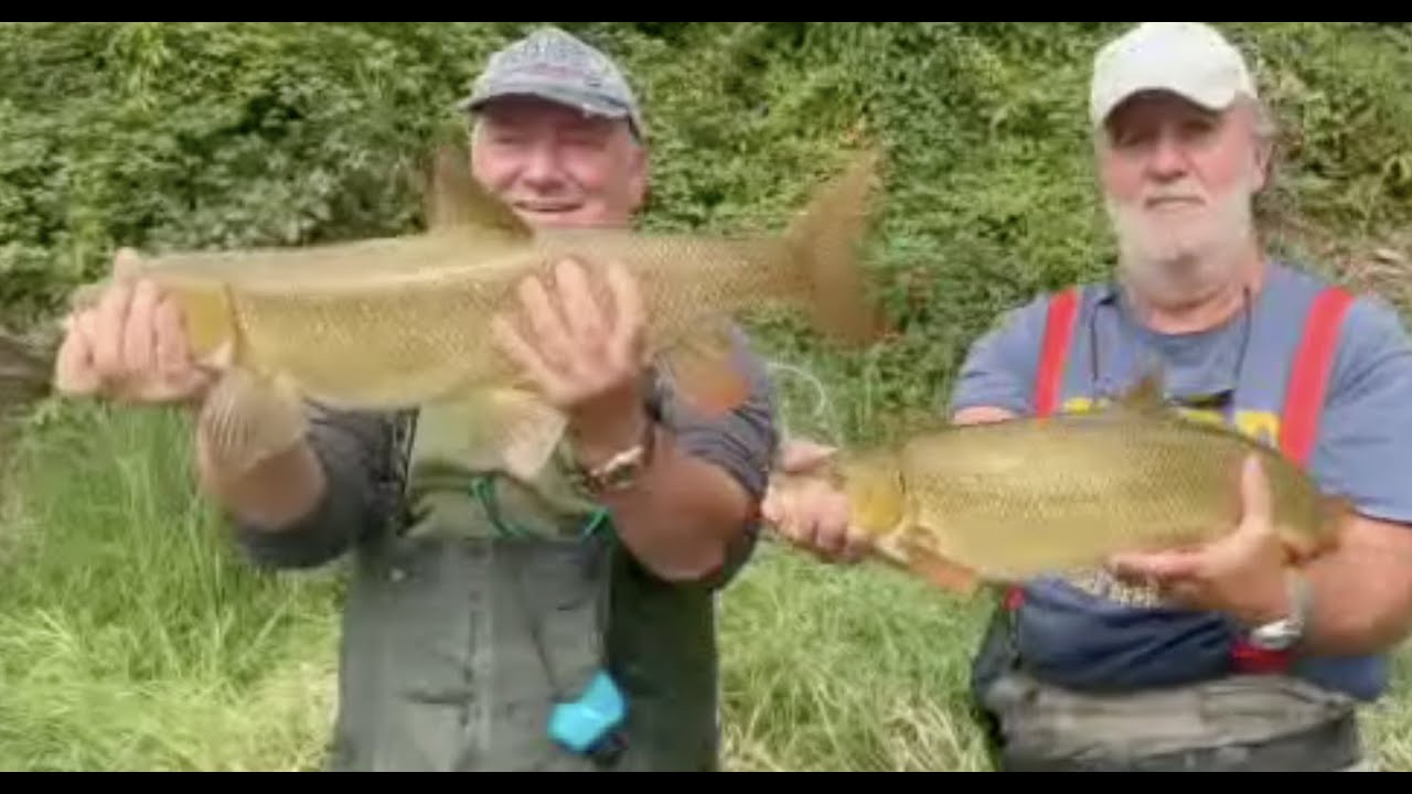 Barbi spettacolari... un Barbo da record , 4,5 Kg e uno da 4 kg pesati, goduria