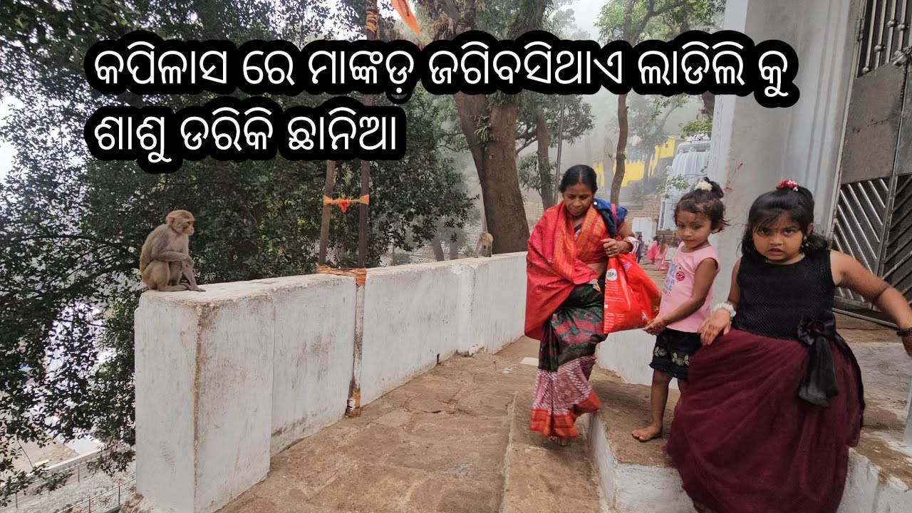 କପିଳାସ ରେ ମାଙ୍କଡ଼ ଜଗିବସିଥାଏ ଲାଡିଲି କୁ ଶାଶୁ ଦେଖିକି ଛାନିଆ 