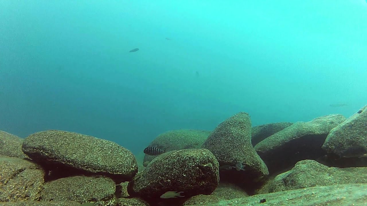 Diving in Lake Tanganyika: Tropheini