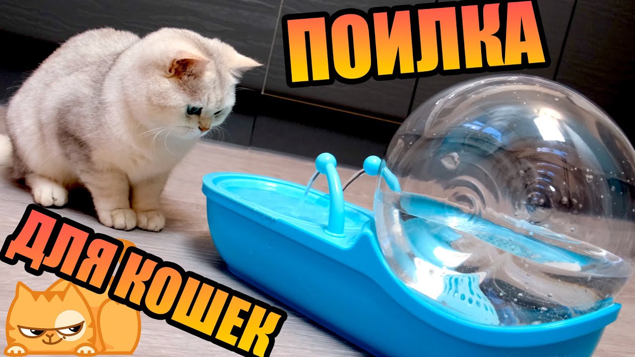 Купил питьевой фонтанчик для кошек. Обзор и распаковка / Серебристые шиншиллы в шоке😻