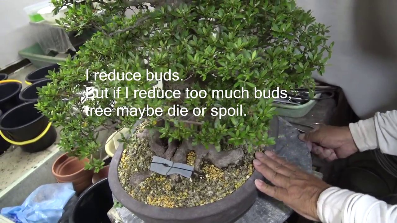 Azalea Bonsai named NYOHOUZAN 如峰山.PART 4. How to treat Bonsai in summer.