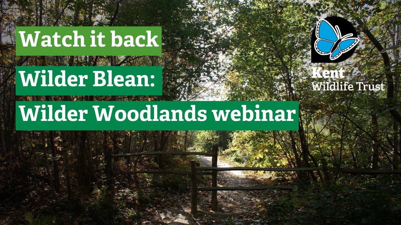 Watch it back: Wilder Blean, Wilder Woodlands Webinar