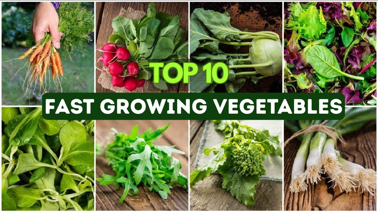 Top 10 Fast Growing Vegetables to Harvest in Just 30 Days!