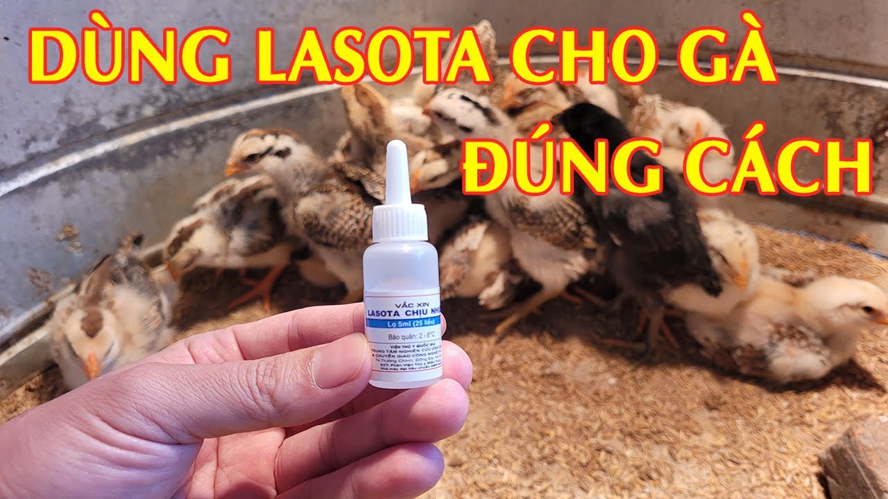 Cách Dùng Vắcxin Lasota Cho Gà Con Khỏe Mạnh Lớn Nhanh
