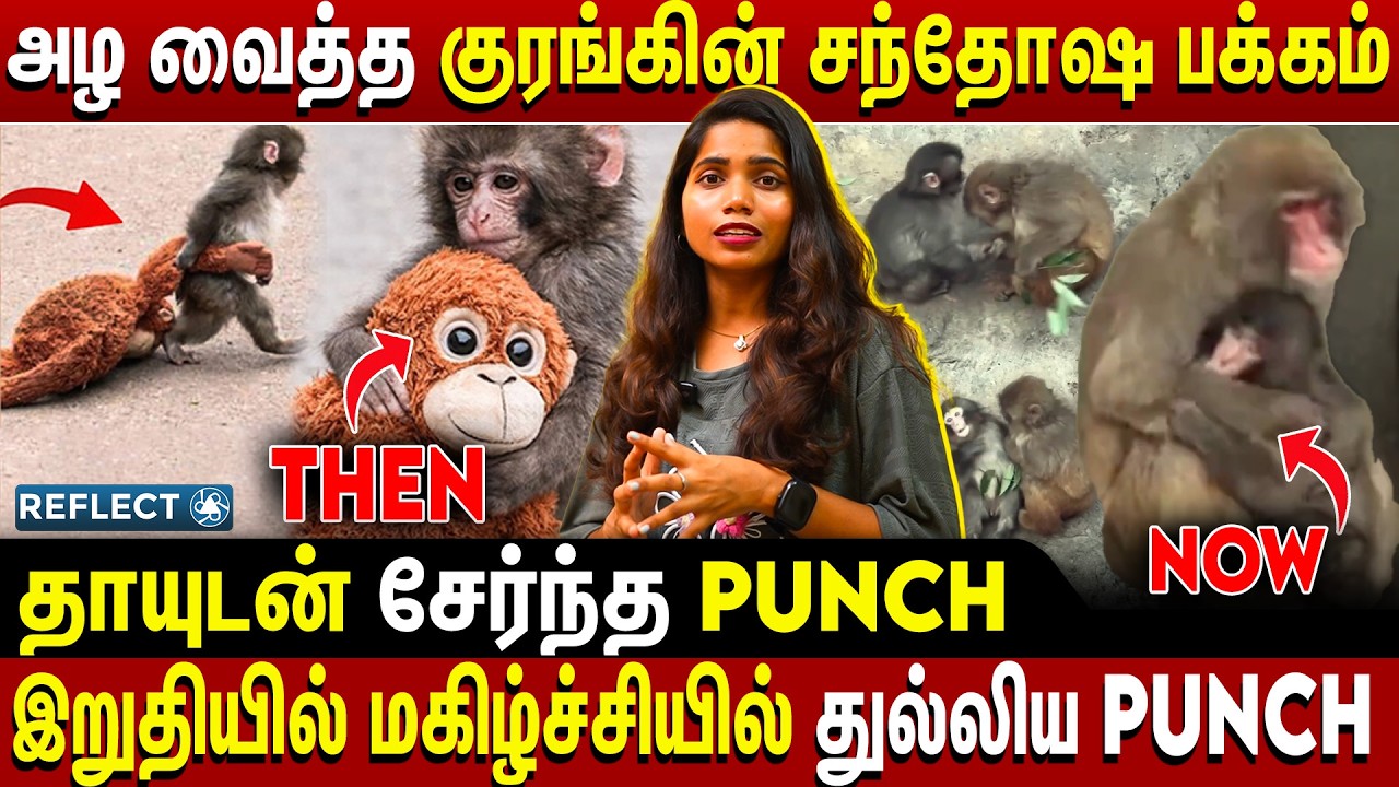 இறுதியில் தாயுடன் சந்தோஷமாக இணைந்த Punch வெளியான வீடியோ | Viral Monkey Punch | Japan Zoo Viral Video