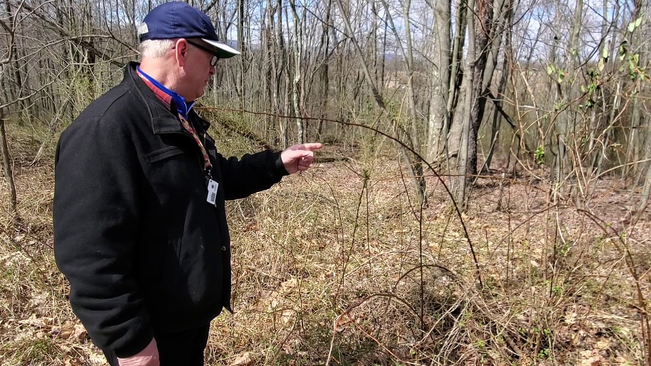 Why You Need a Forestry Consultant