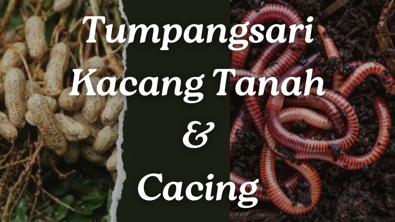 TUMPANGSARI CACING DAN KACANG TANAH