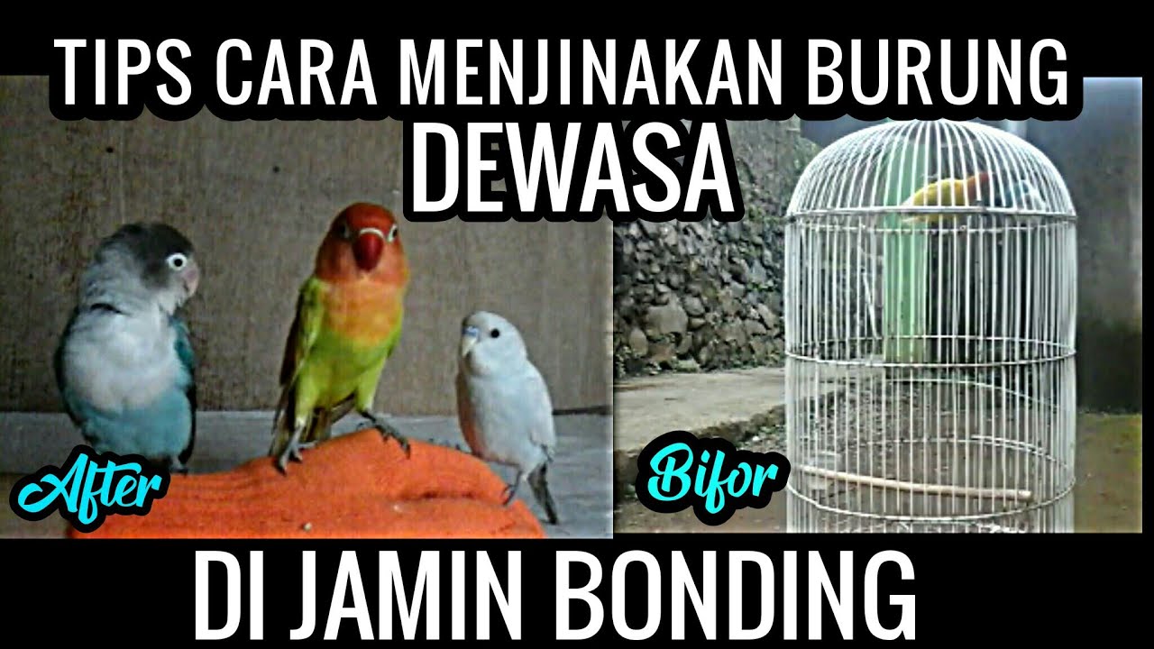 cara menjinakan lovebird