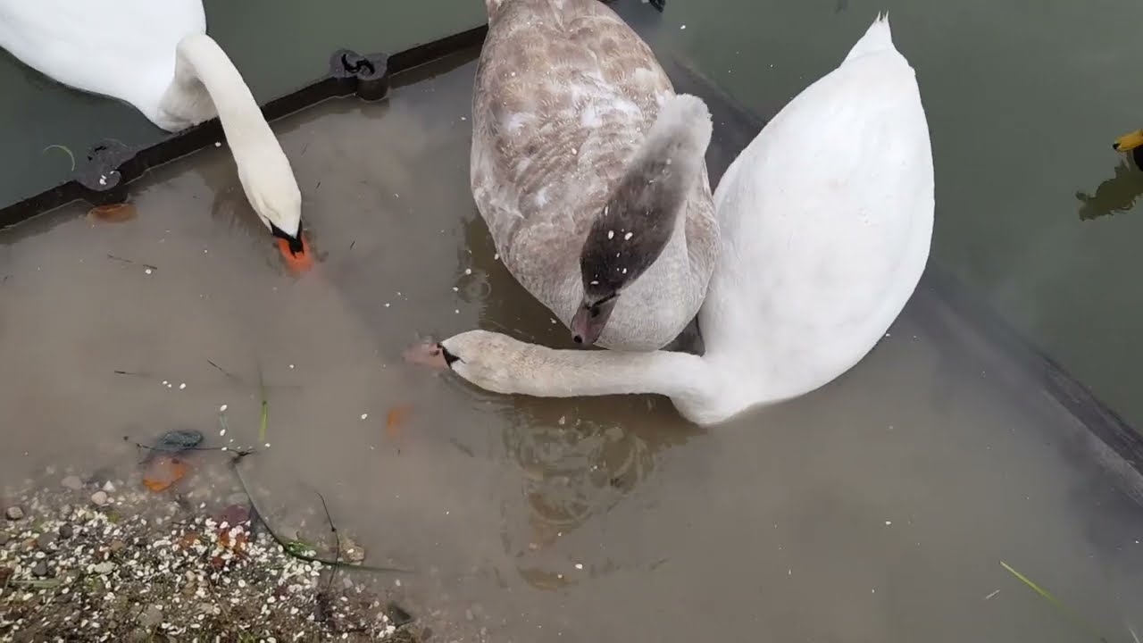 Our Cygnets Have Grown Up | A Hand-Fed Feast at the Canal. Part 4 #swan