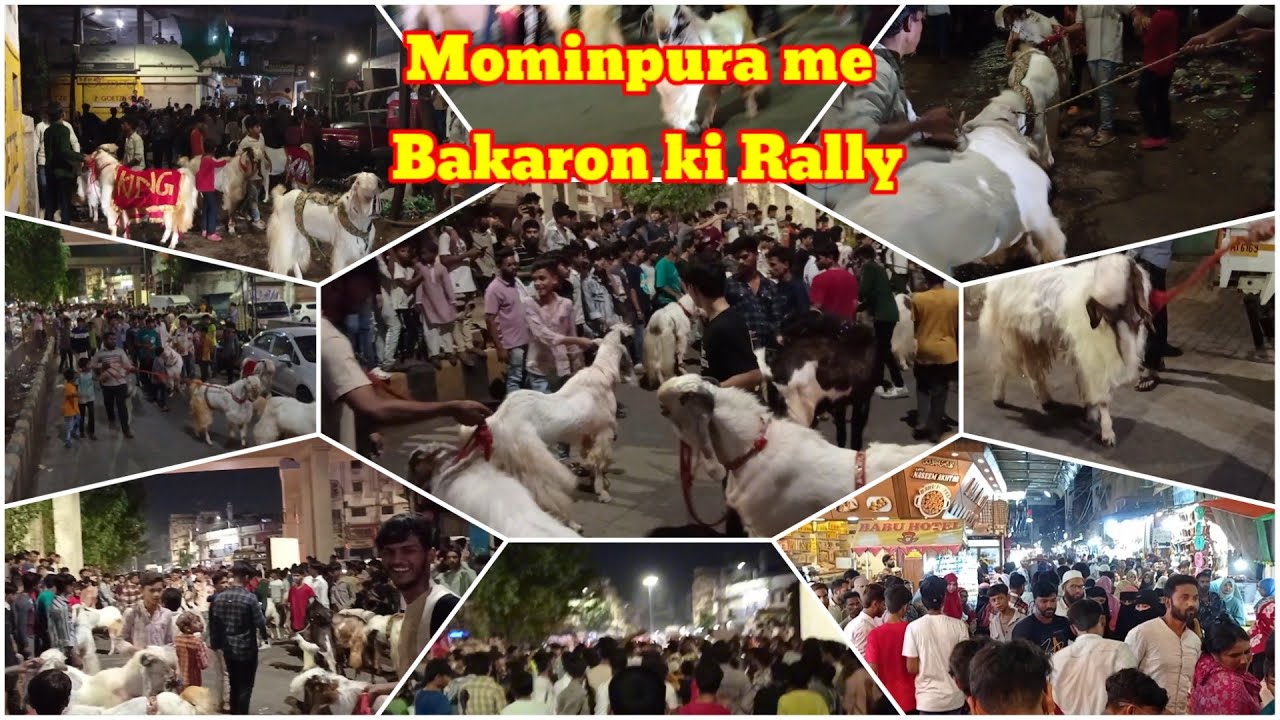 Mominpura me Bakaron ki Rally | Mominpura Nagpur | Ata Jafri AJ | #shorts