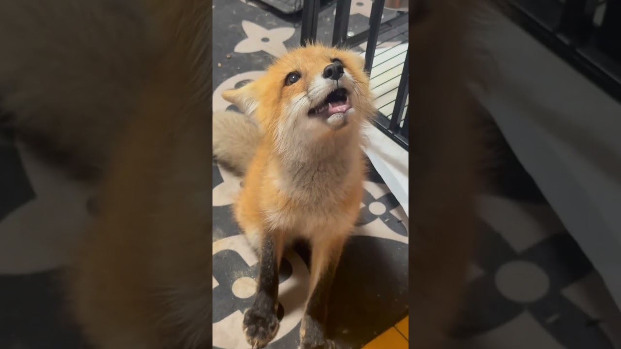 Cute Fox #fox #cutefox #funny #funnyvideos #fyp