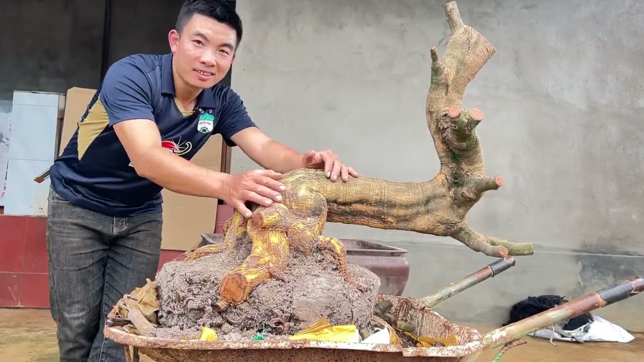 Lên chậu cho cây mai miền tây